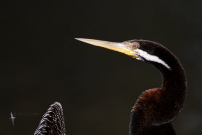 Darter