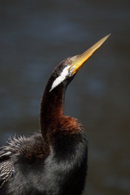 Darter