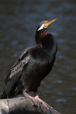 Darter
