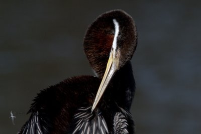 Darter