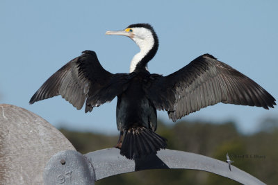 Pied Cormorant