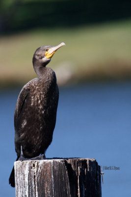 Great Cormorant