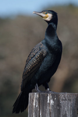 Great Cormorant