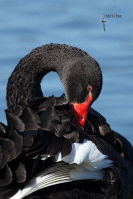 Black Swan