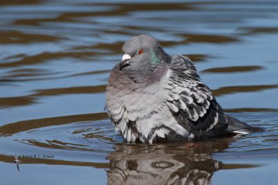 Rock Dove