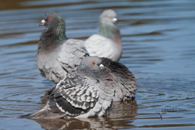 Rock Dove