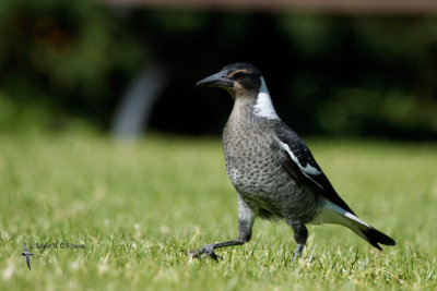 Australian Magpie