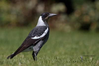 Australian Magpie