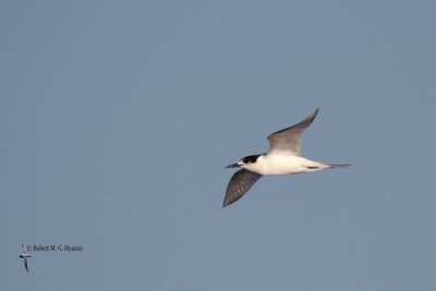 White-fronted Tern