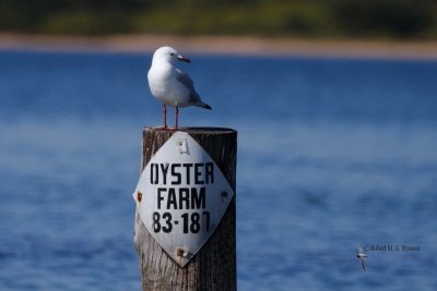 Silver Gull