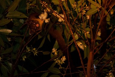 Yellow-bellied Glider