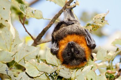Grey-headed Flying-fox