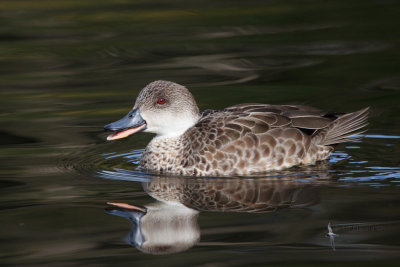 Grey Teal