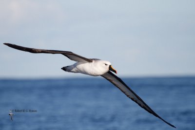 Yellow-nosed Albatross