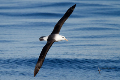 Black-browed Albatross