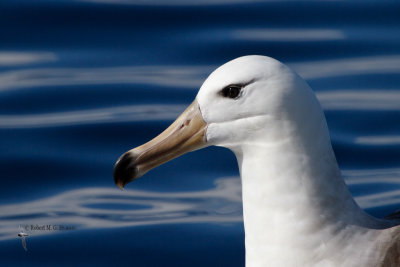 Black-browed Albatross