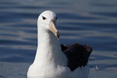 Black-browed Albatross