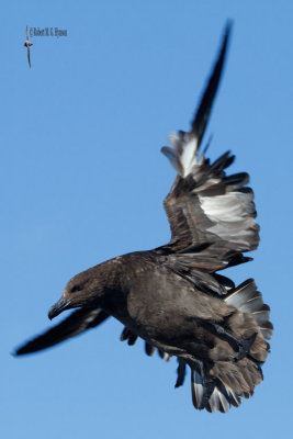 Brown Skua