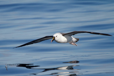 Yellow-nosed Albatross