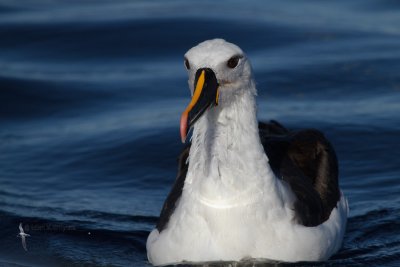 Yellow-nosed Albatross