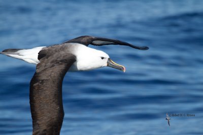 Yellow-nosed Albatross