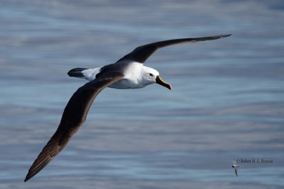 Yellow-nosed Albatross