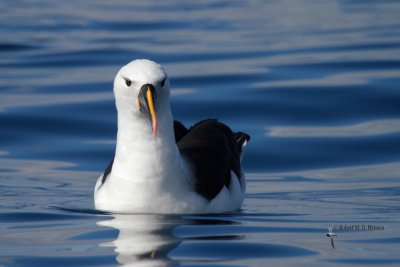 Yellow-nosed Albatross