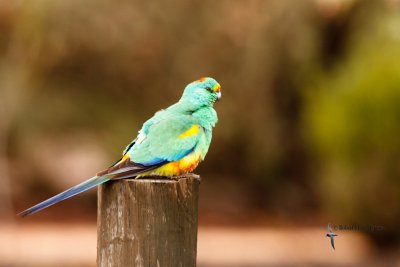 Mulga Parrot