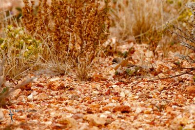 Chestnut-breasted Whiteface