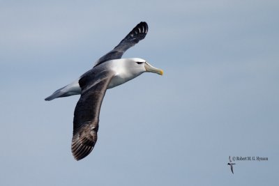 Shy Albatross