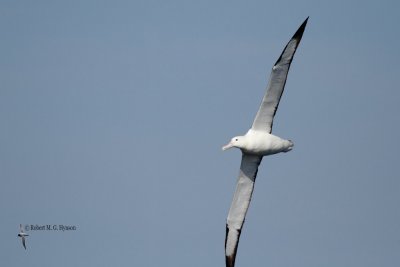 Northern Royal Albatross