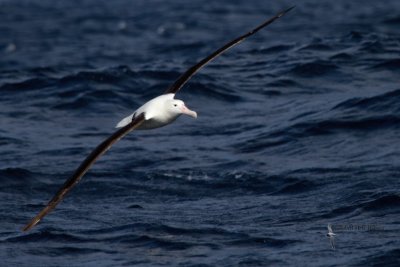 Northern Royal Albatross