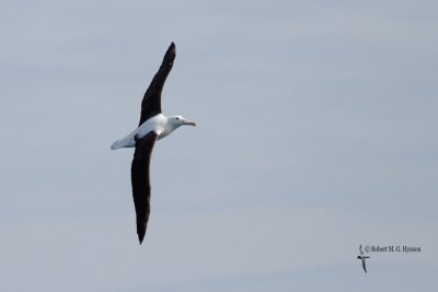 Northern Royal Albatross