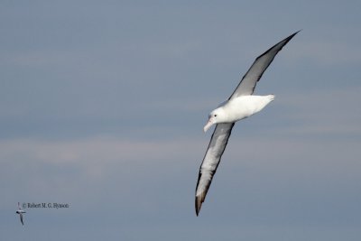 Northern Royal Albatross