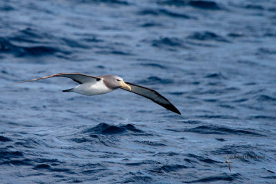 Chatham Island Albatross