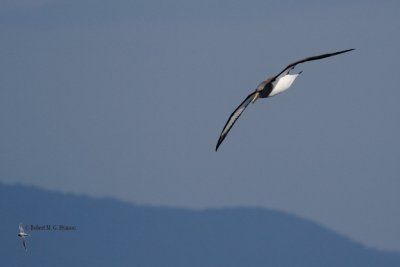 Chatham Island Albatross