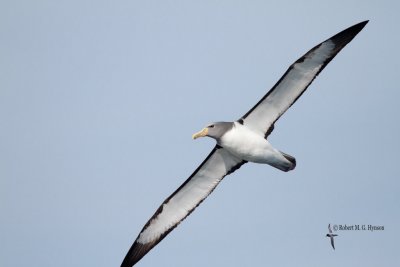 Chatham Island Albatross