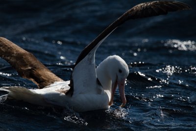 Northern Royal Albatross