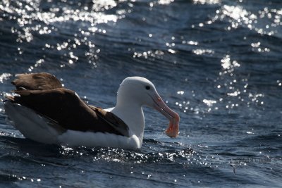 Northern Royal Albatross