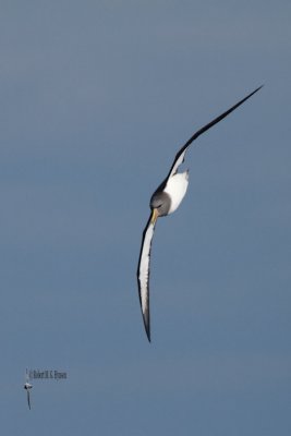 chatham_island_albatross