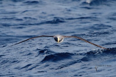 Chatham Island Albatross