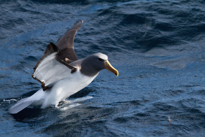 Chatham Island Albatross