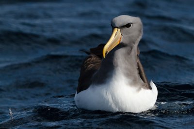 Chatham Island Albatross