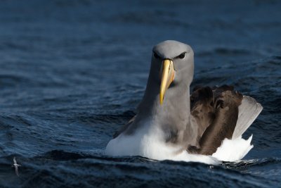 Chatham Island Albatross