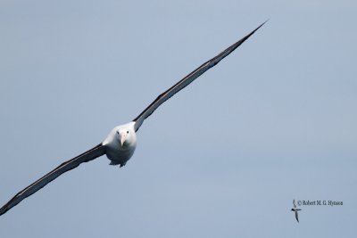 Northern Royal Albatross