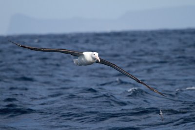 Northern Royal Albatross