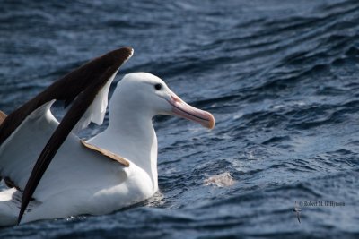 Northern Royal Albatross