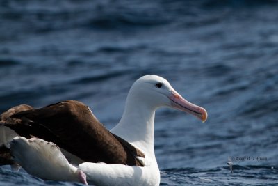 Northern Royal Albatross