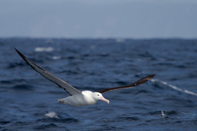 Northern Royal Albatross