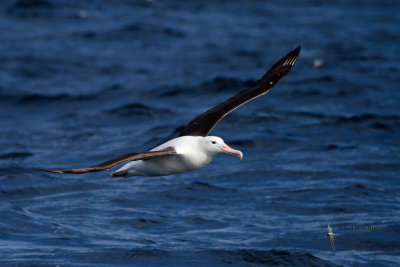 Northern Royal Albatross